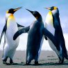 /dane/Awatary/1358324491-penguins.jpg